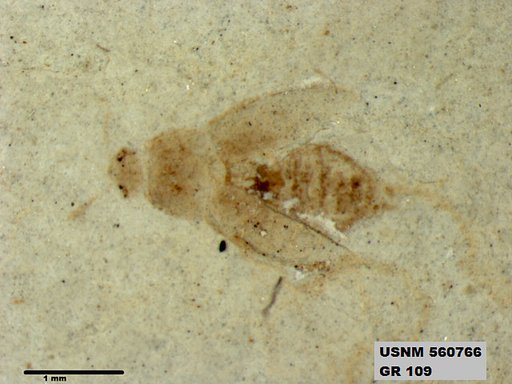 Genus sp