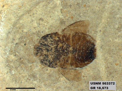 Genus sp