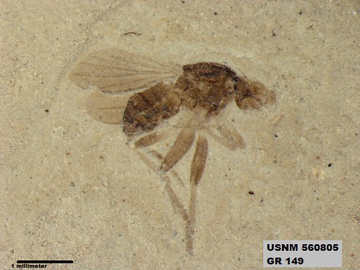 Insecta