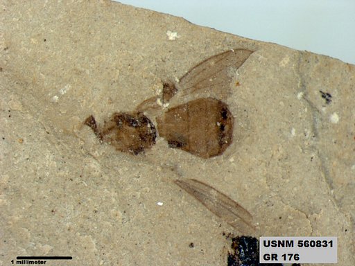 Insecta