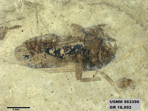 Insecta