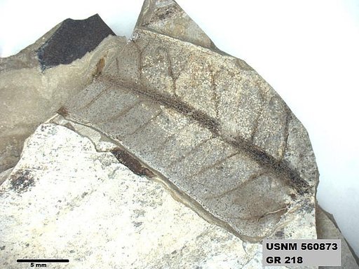 Insecta