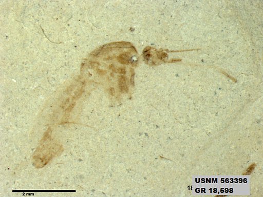 Insecta