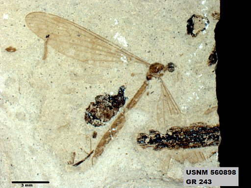 Insecta