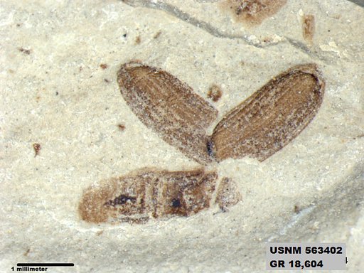 Insecta