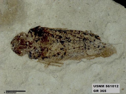 Genus sp