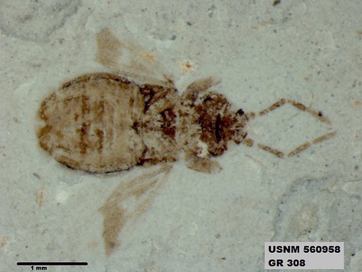 Genus sp