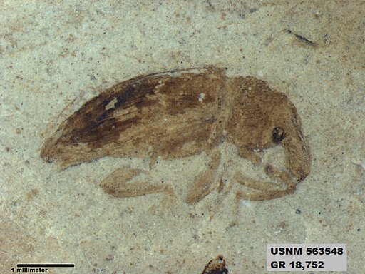Insecta
