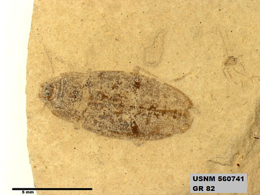 Insecta