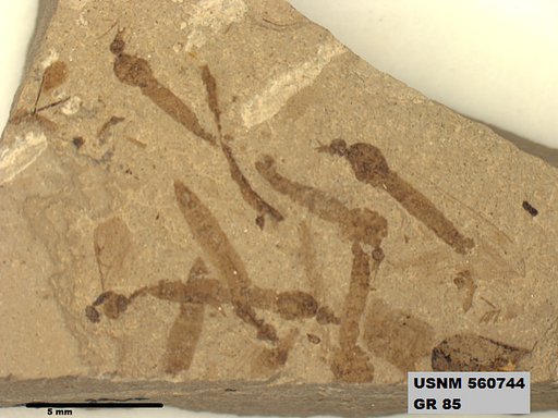 Genus sp