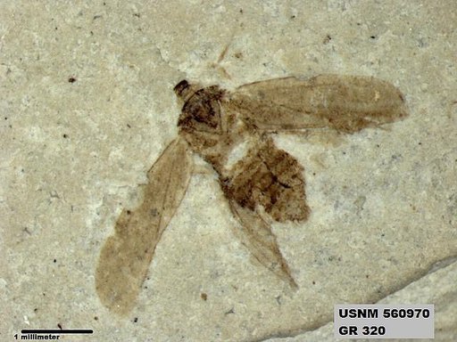Genus sp
