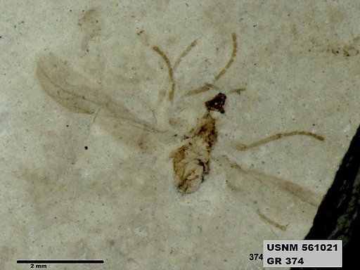 Insecta