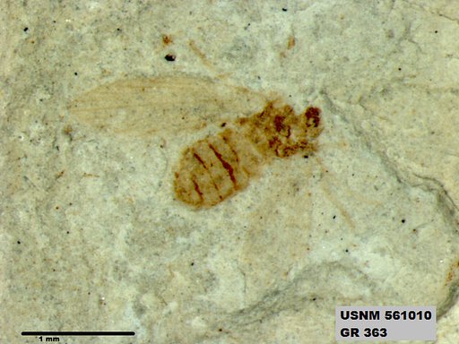 Insecta