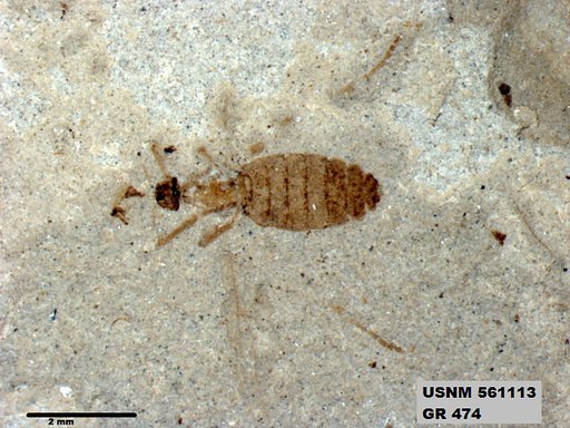 Insecta