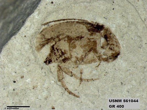 Insecta