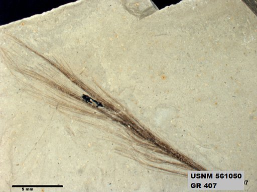 Insecta