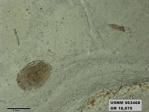 Genus sp