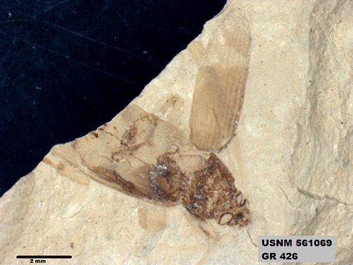 Insecta