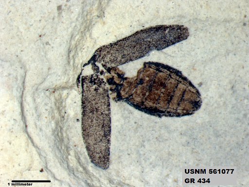 Insecta