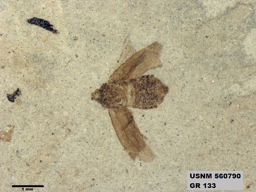 Genus sp