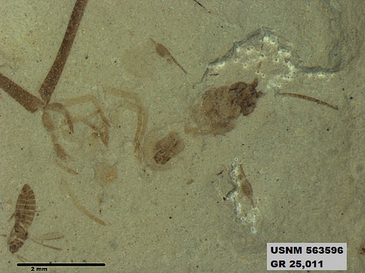 Genus sp