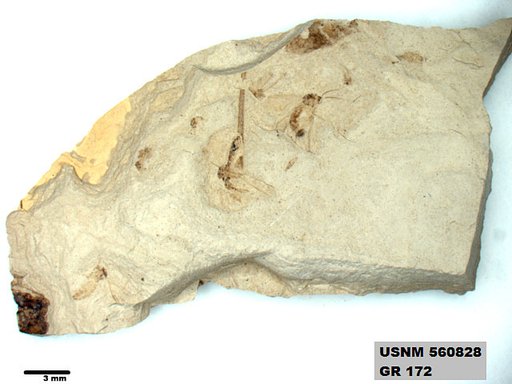 Insecta