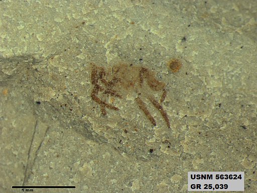 Insecta