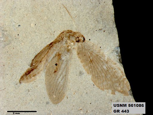 Genus sp