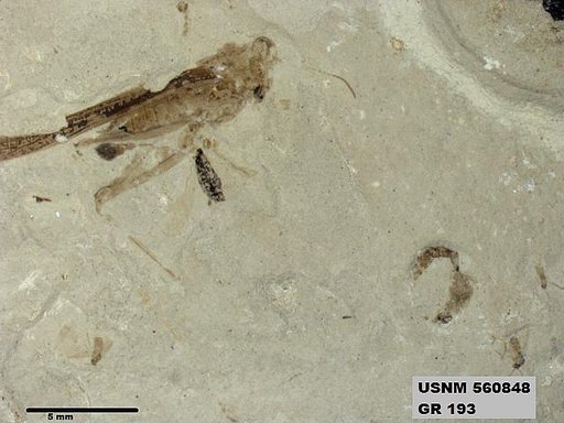 Eotetrix unicornis