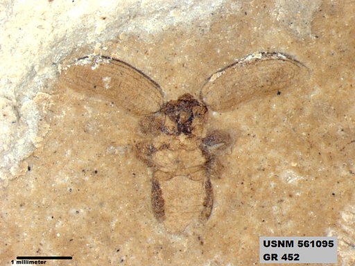 Genus sp