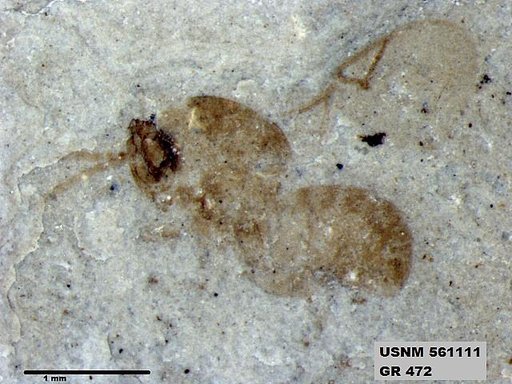Insecta
