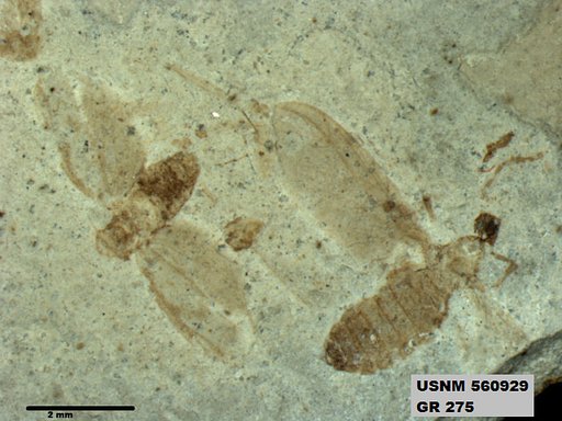 Genus sp