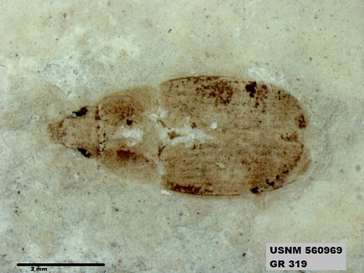 Insecta