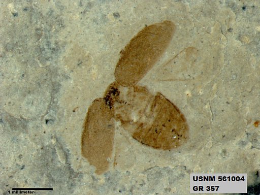 Insecta