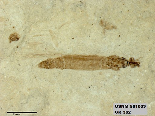 Genus sp