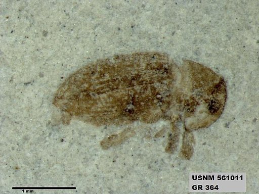 Insecta