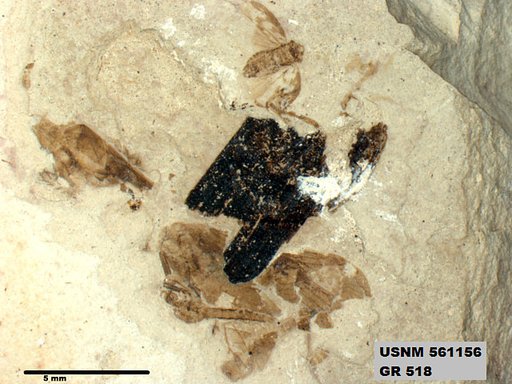 Genus sp