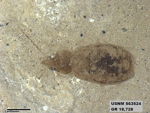 Genus sp