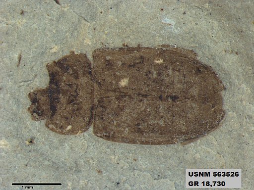 Insecta