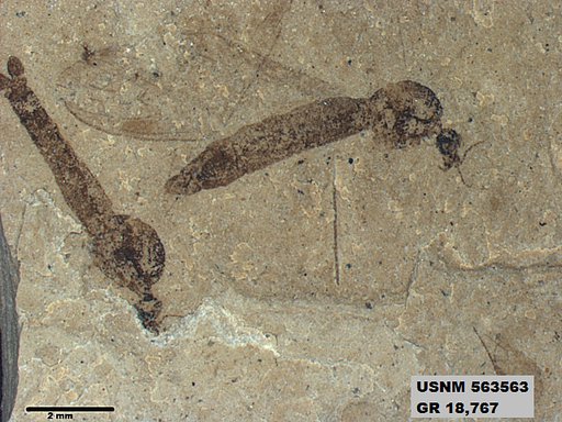 Genus sp