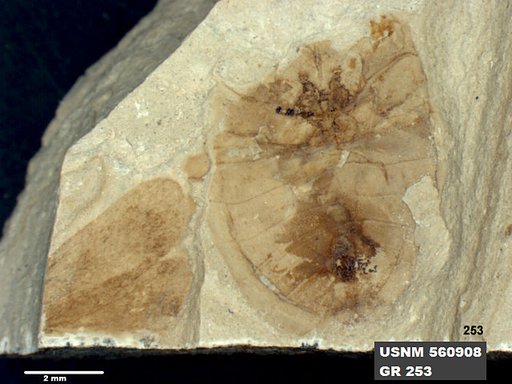 Insecta