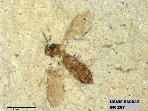 Insecta