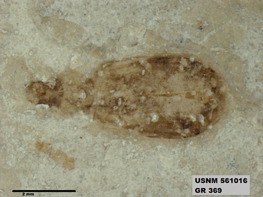 Insecta