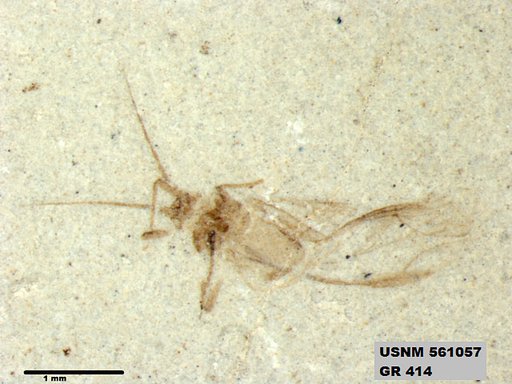 Insecta