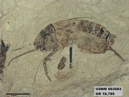 Insecta