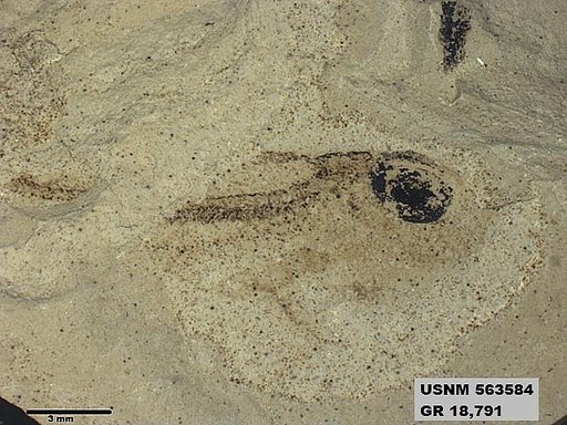 Genus sp
