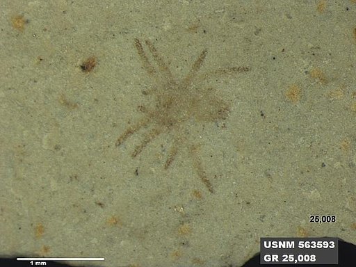 Genus sp