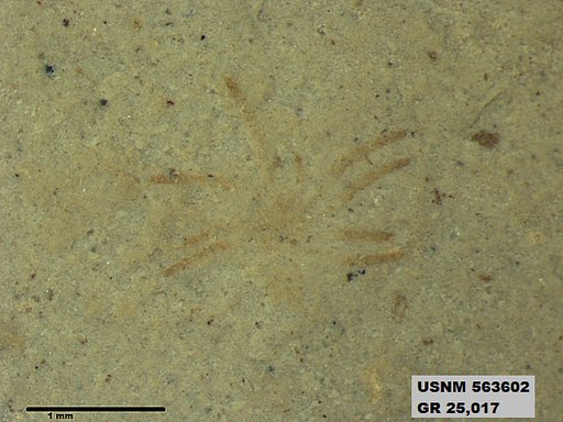 Genus sp