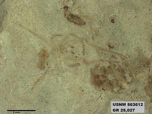 Genus sp