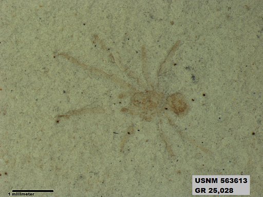 Genus sp